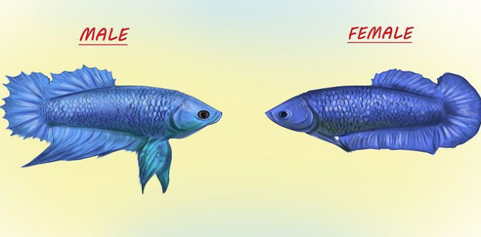 Jual Ikan Cupang di Medan Hub WA 088216908055