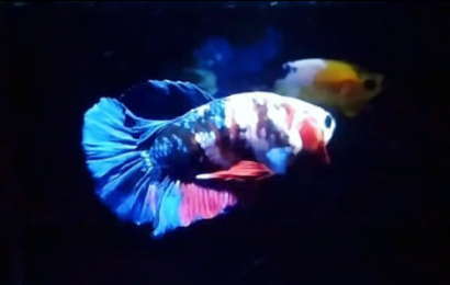 Jual Ikan Cupang di Jakarta Timur Hub WA 088216908055