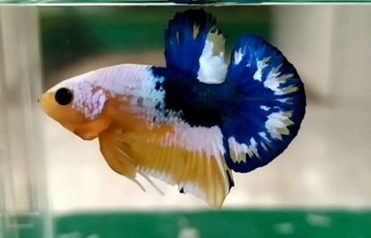 Jual Ikan Cupang di Jakarta Selatan Hub WA 088216908055