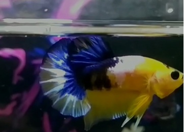 Jual Ikan Cupang di Samarinda Hub WA 088216908055