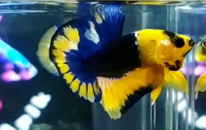 Jual Ikan Cupang di Bekasi Hub WA 088216908055