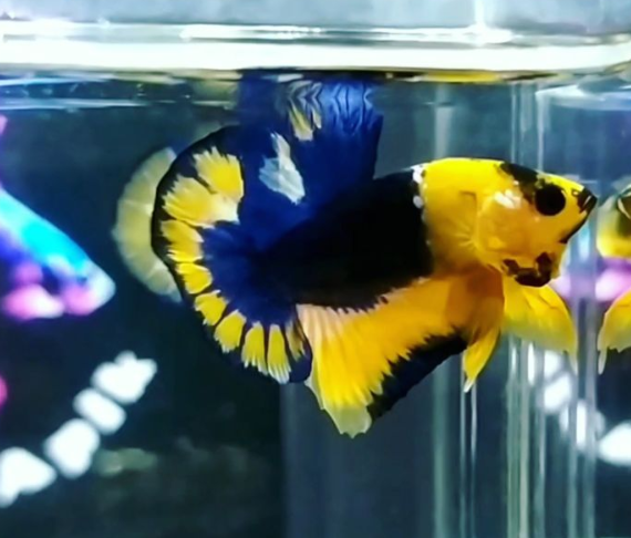 Jual Ikan Cupang di Bekasi Hub WA 088216908055