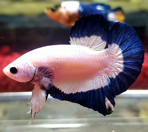 Jual Ikan Cupang di Dumai Hub WA 088216908055