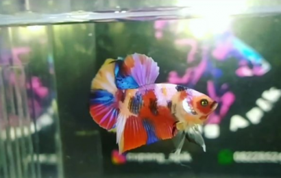 Jual Ikan Cupang di Tangsel Hub WA 088216908055