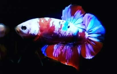 Jual Ikan Cupang di Tangerang Hub WA 088216908055
