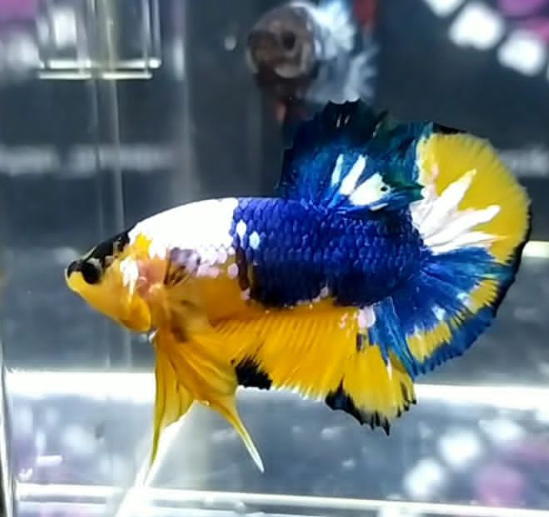 Jual Ikan Cupang di Jakarta Barat Hub WA 088216908055