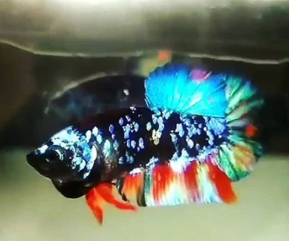 Jual Ikan Cupang di Cimahi Hub WA 088216908055
