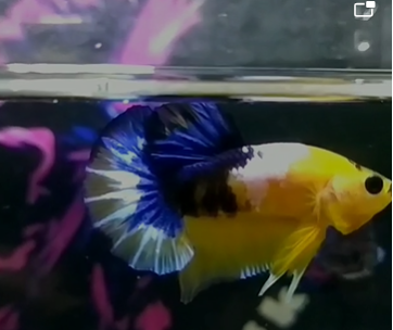 Jual Ikan Cupang di Samarinda Hub WA 088216908055