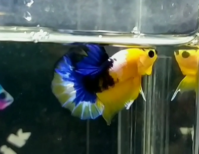 Jual Ikan Cupang di Balikpapan Hub WA 088216908055