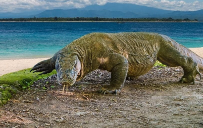 Belajarlah mengunci resiko dari seekor komodo